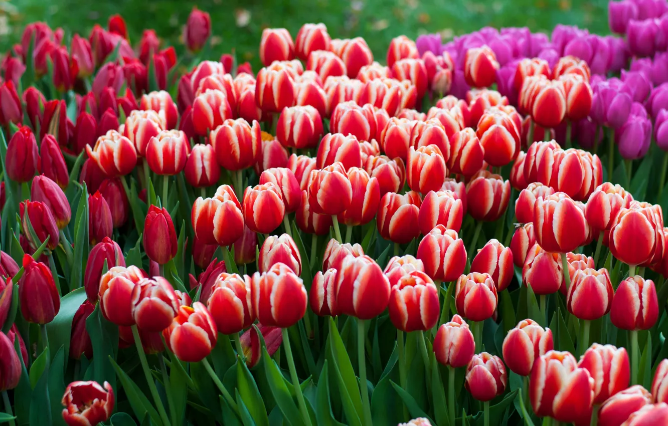 Photo wallpaper flowers, spring, tulips, red, buds, flowerbed, a lot, lilac