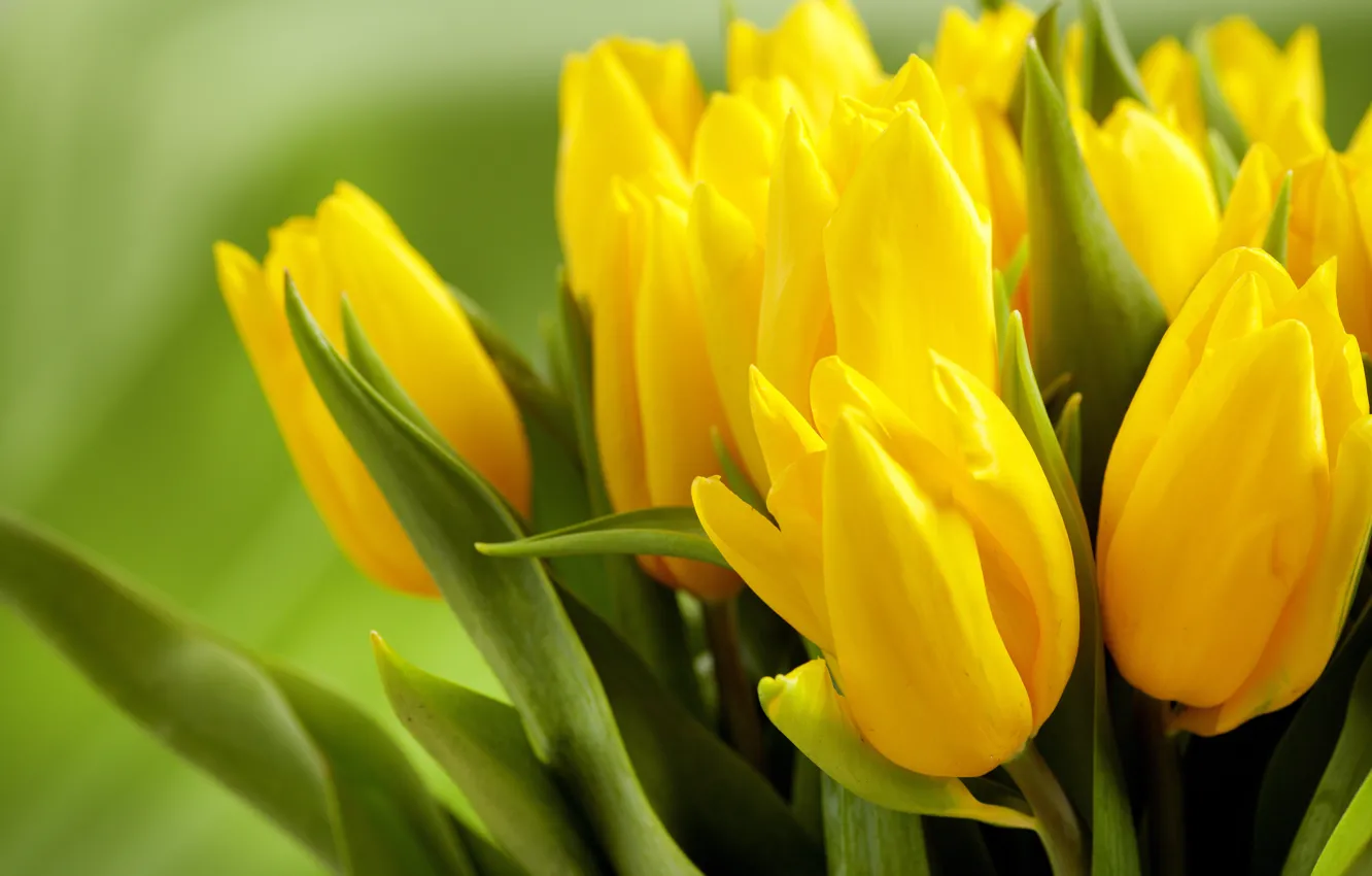 Photo wallpaper leaves, flowers, green, background, yellow, tulips, buds, spring