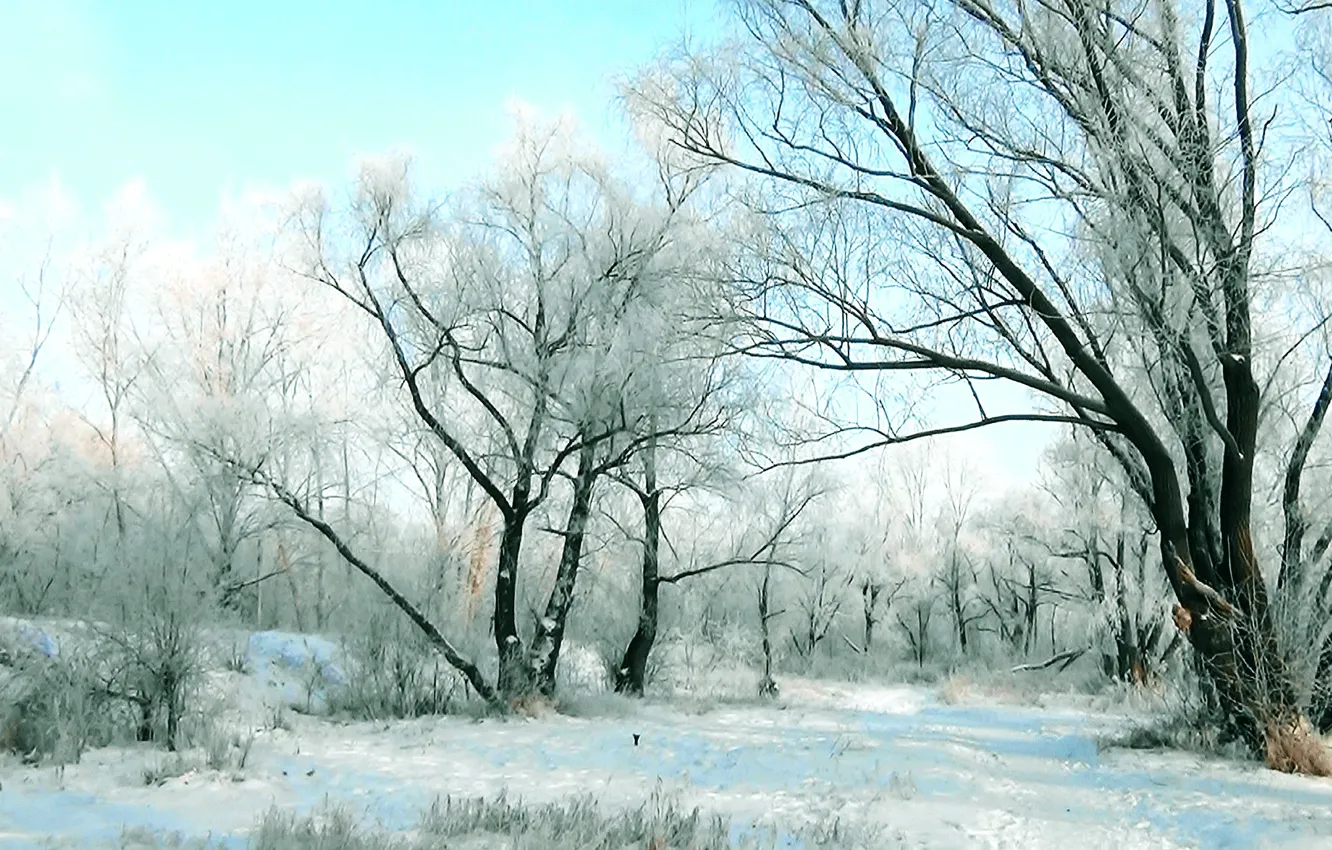 Photo wallpaper winter, frost, forest, landscape, nature, background, shore, cover