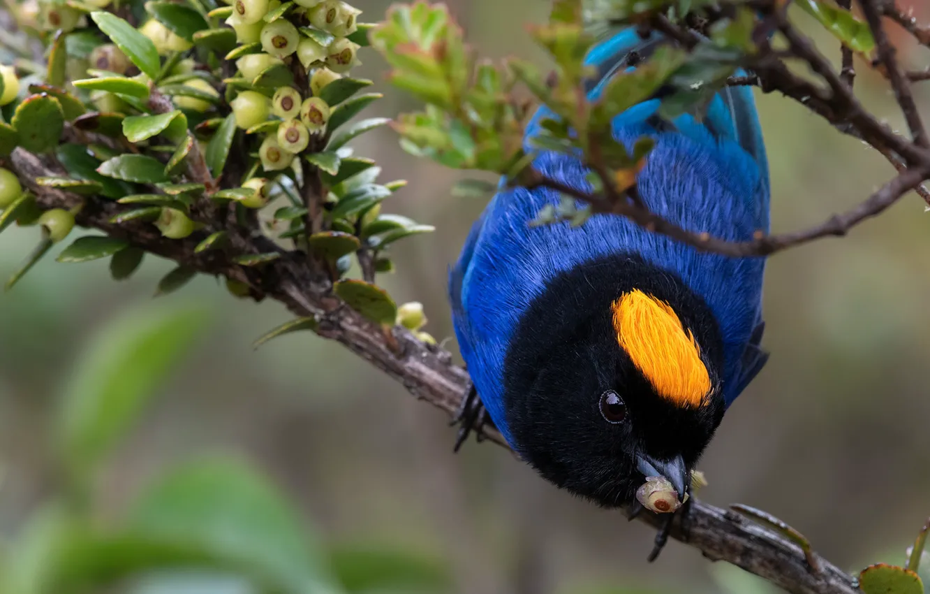 Photo wallpaper branches, bird, Zolotokolosa iridocorneal