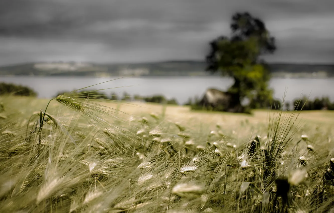 Photo wallpaper field, summer, nature, ears