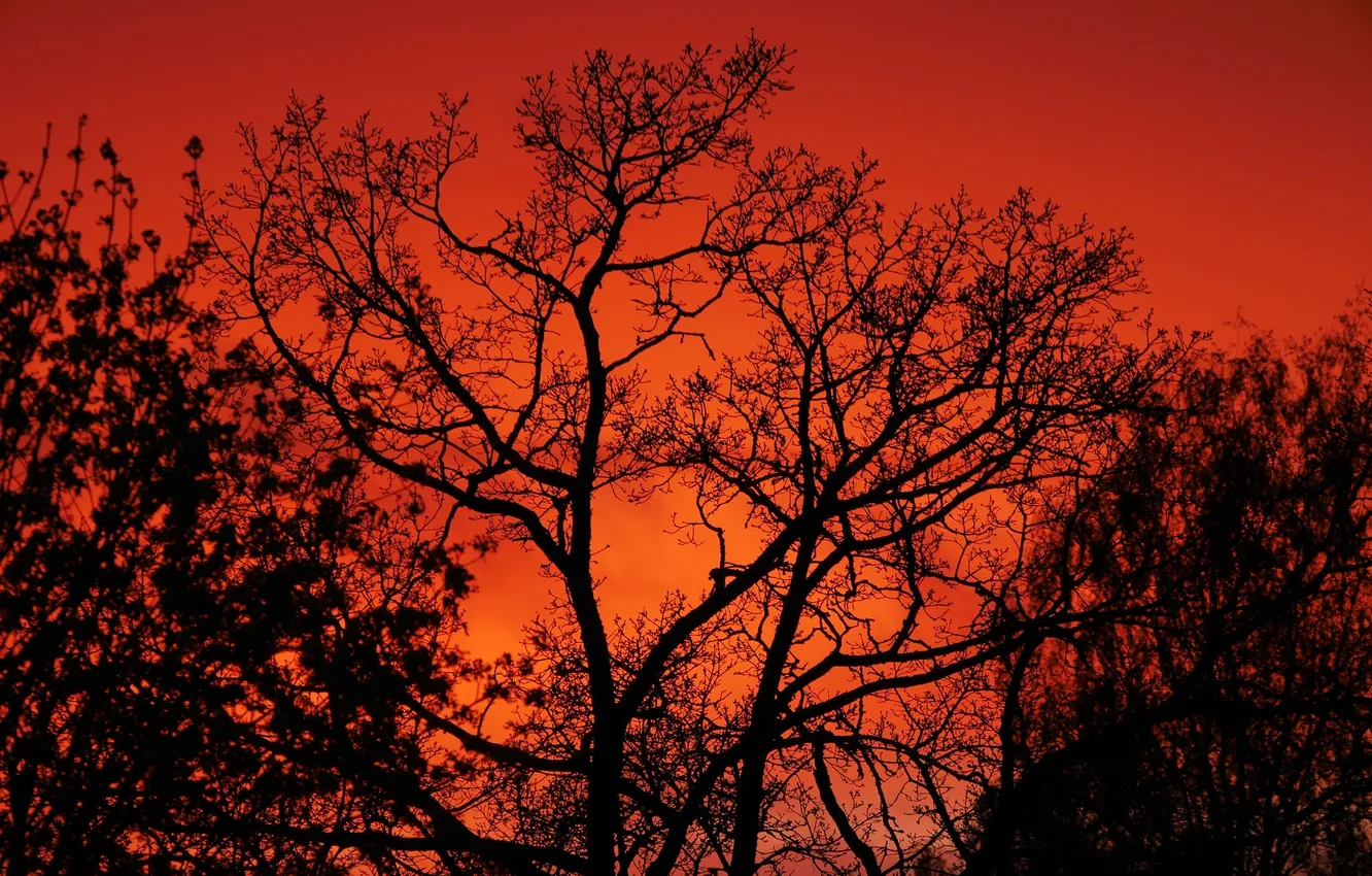 Photo wallpaper the sky, trees, branches, silhouette, glow