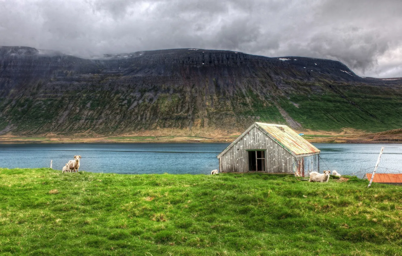 Photo wallpaper island, Nobody Needs Dramatic Sheep, north atlantic