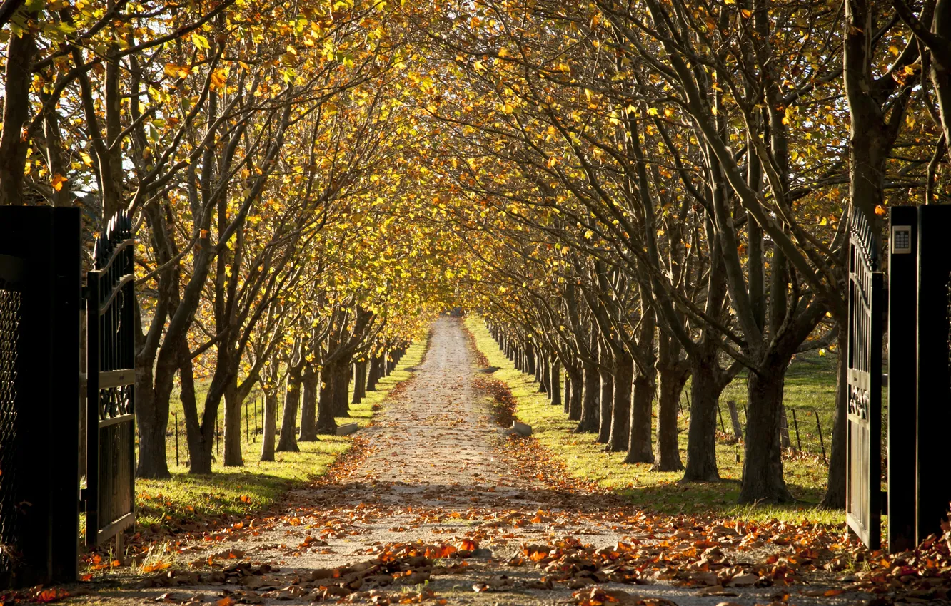 Photo wallpaper autumn, trees, landscape