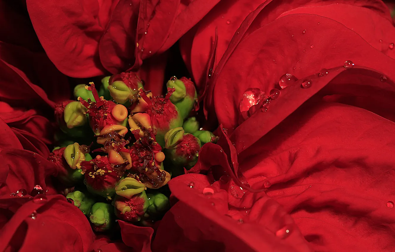 Photo wallpaper flowers, petals, poinsettia, Spurge beautiful