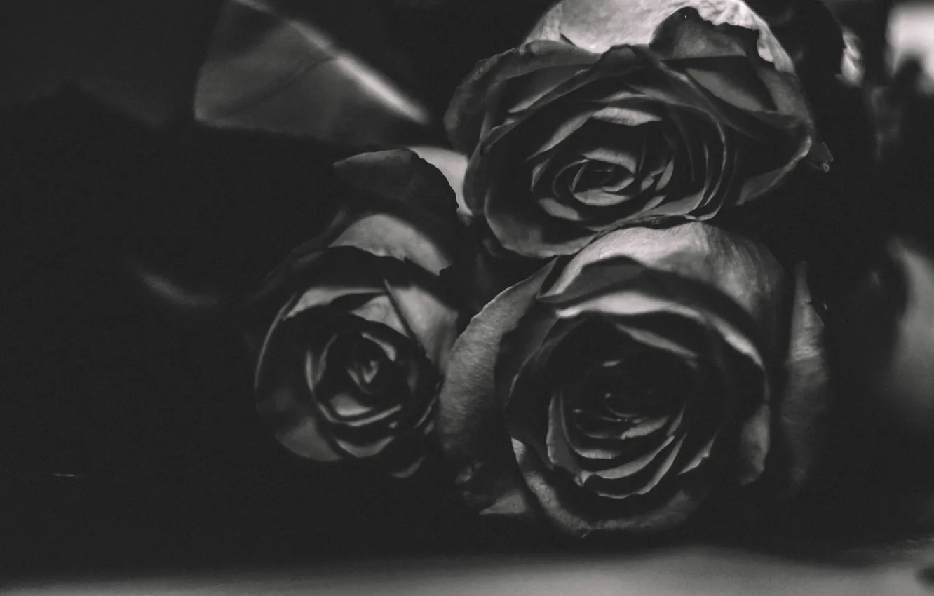 Photo wallpaper flowers, roses, Black and white, tsvetychb