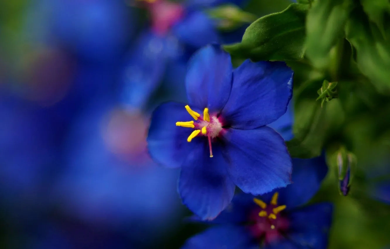 Photo wallpaper flower, macro, blue