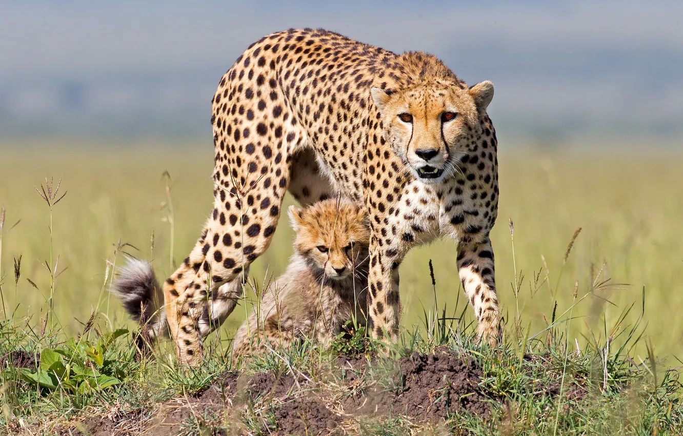 Photo wallpaper field, Cheetah, cub, mother, Protectress