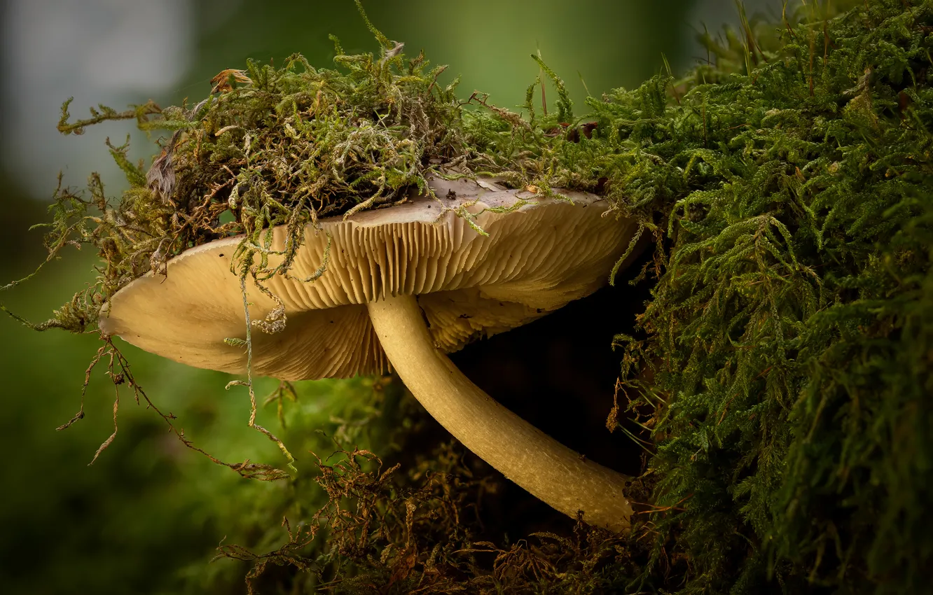 Photo wallpaper mushrooms, moss, close