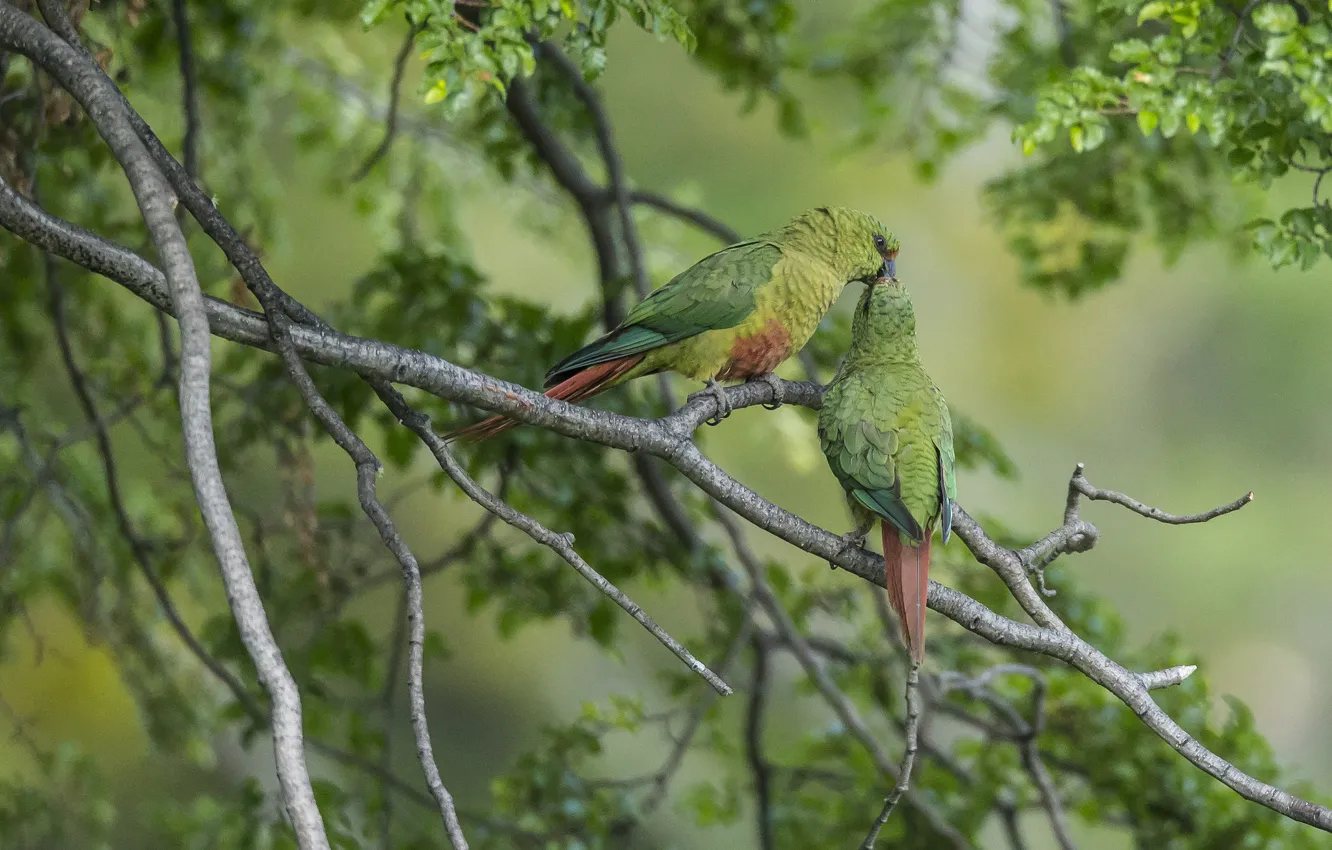 Photo wallpaper birds, branches, kiss, parrots, a couple, Emerald parrot