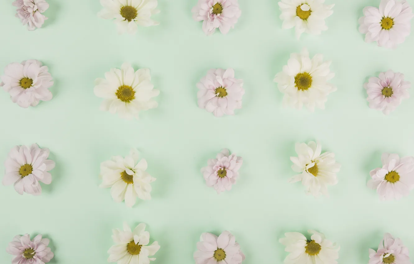 Photo wallpaper flowers, white, chrysanthemum