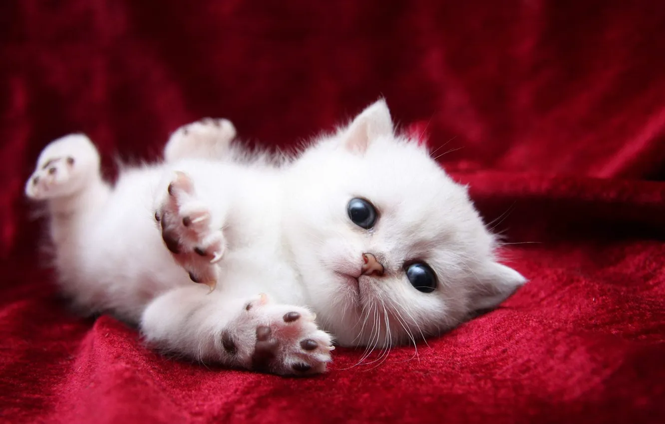 Photo wallpaper cat, white, eyes, cat, paws, blanket, blanket, kitty