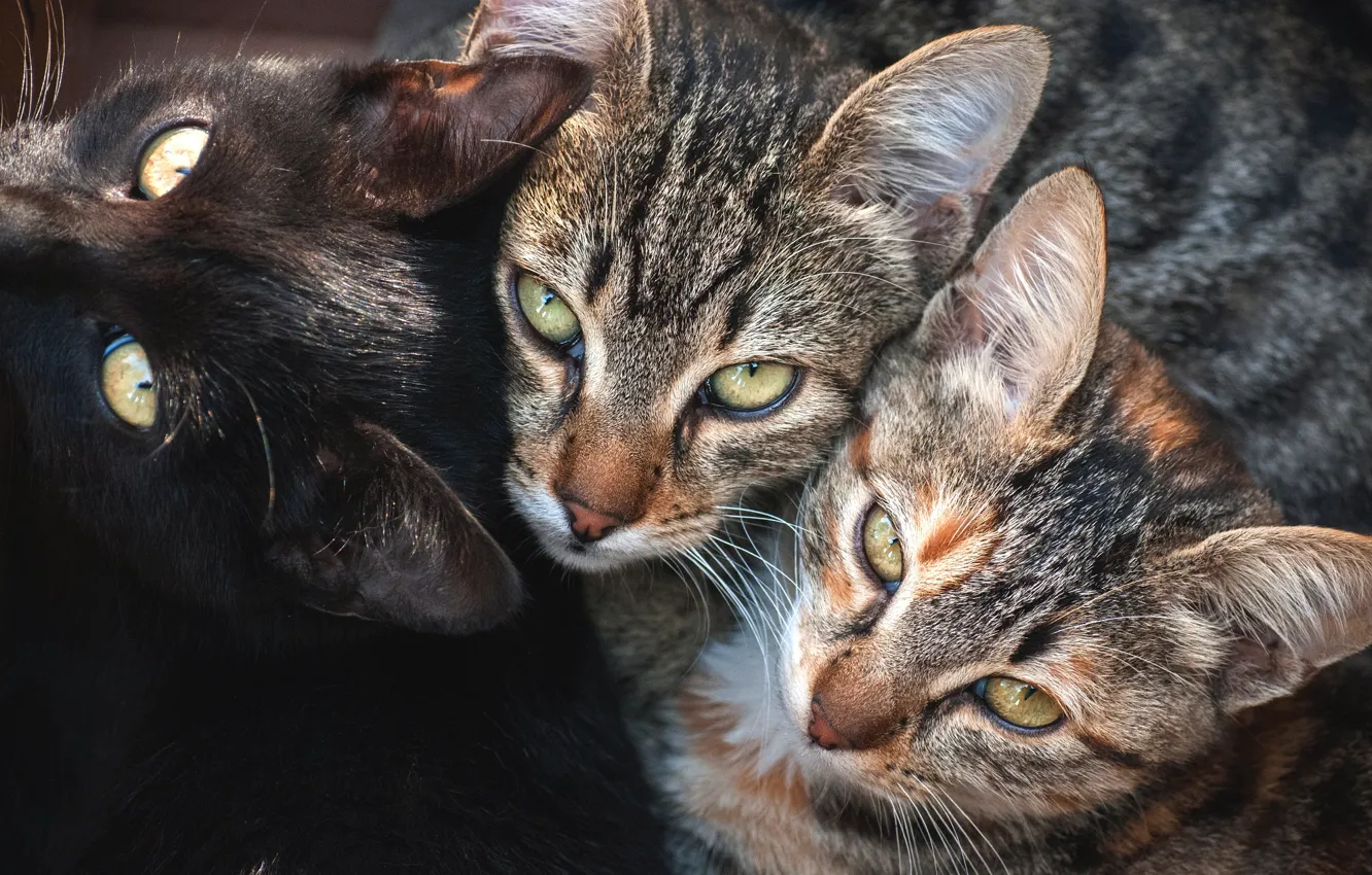 Photo wallpaper cat, cat, look, each, company, trio, Trinity