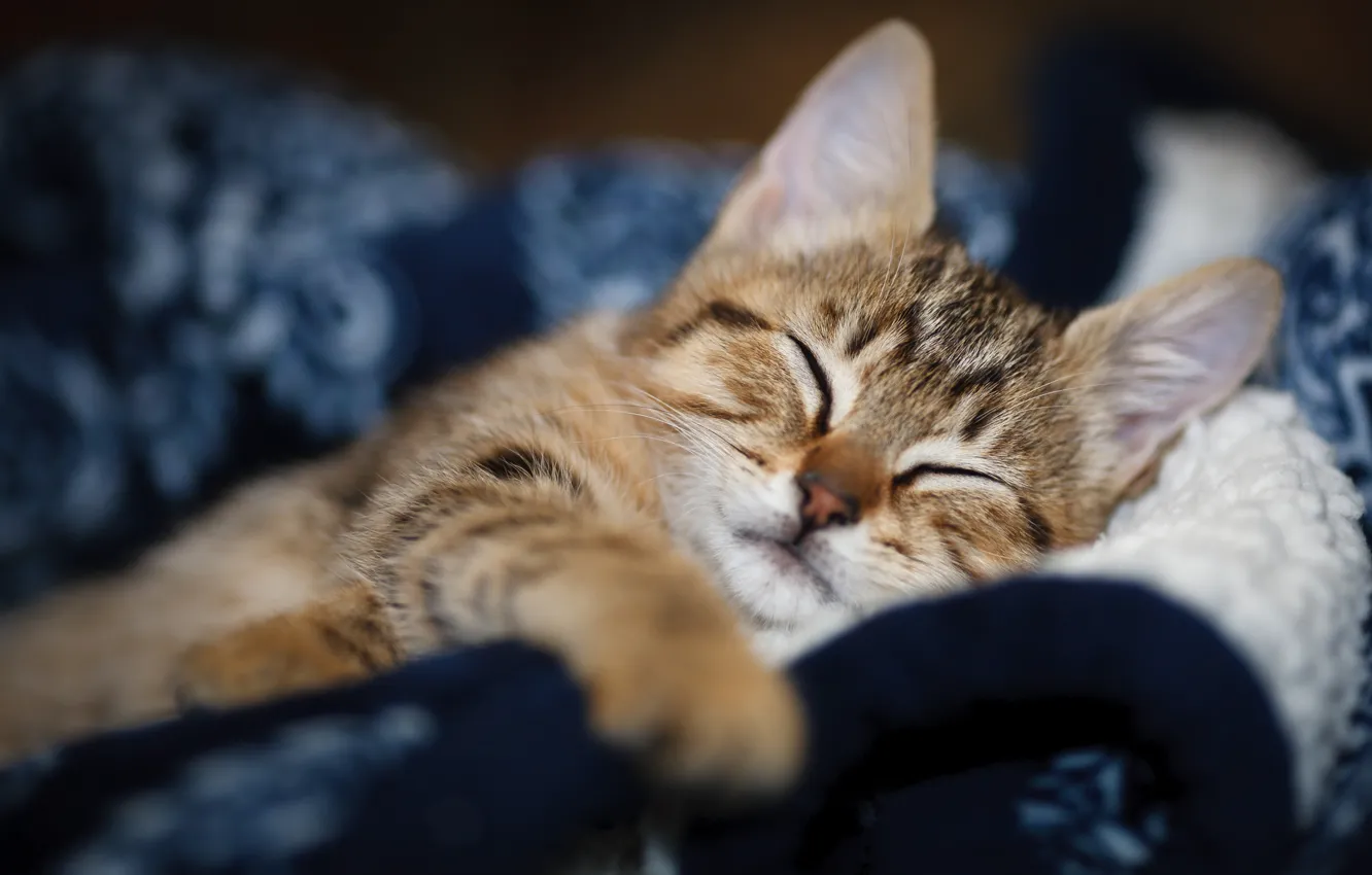 Photo wallpaper cat, face, sleep, sleeping, blanket, kitty, closed eyes