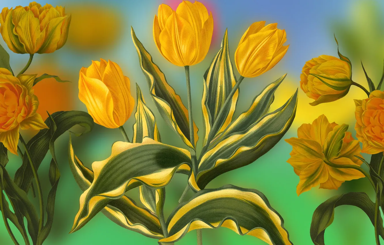Photo wallpaper Graphics, Tulipany, Flowers