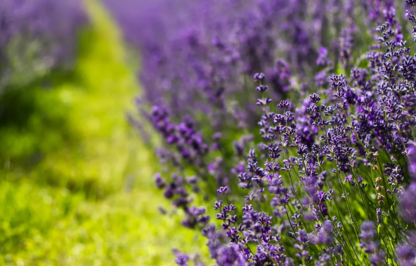 Photo wallpaper greens, grass, macro, flowers, blur, lavender