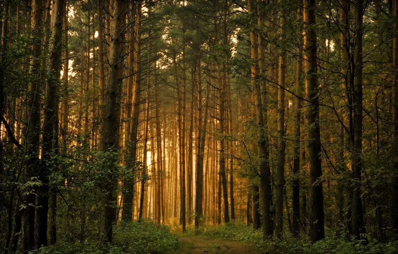 Photo wallpaper forest, light, trees