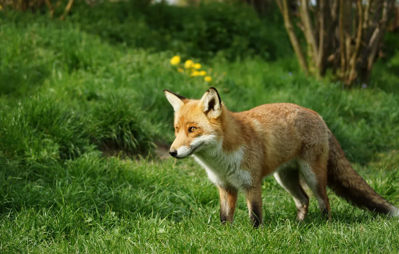 Photo wallpaper greens, summer, grass, flowers, nature, Fox, walk, Fox