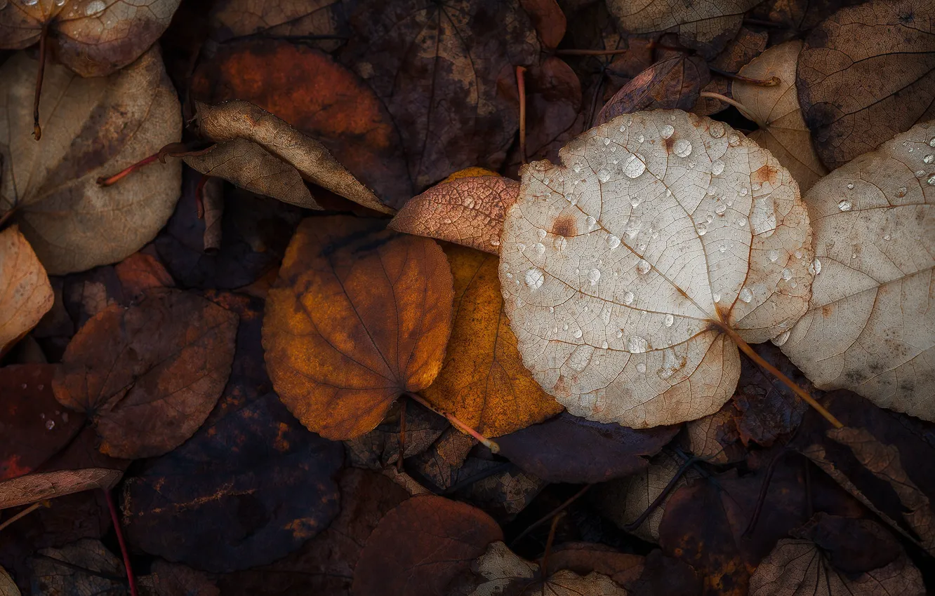 Photo wallpaper autumn, leaves, nature