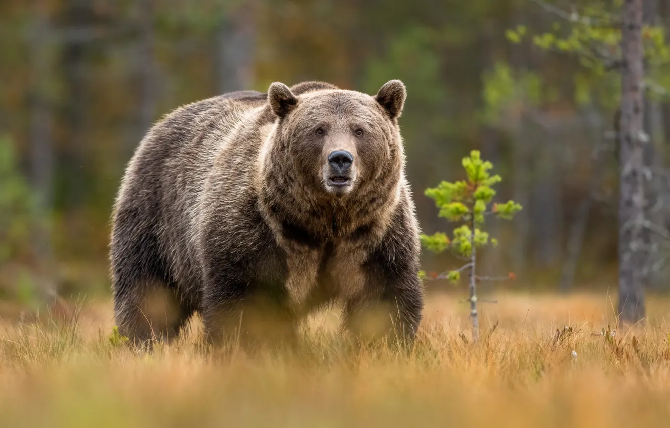 Photo wallpaper forest, bear, walk