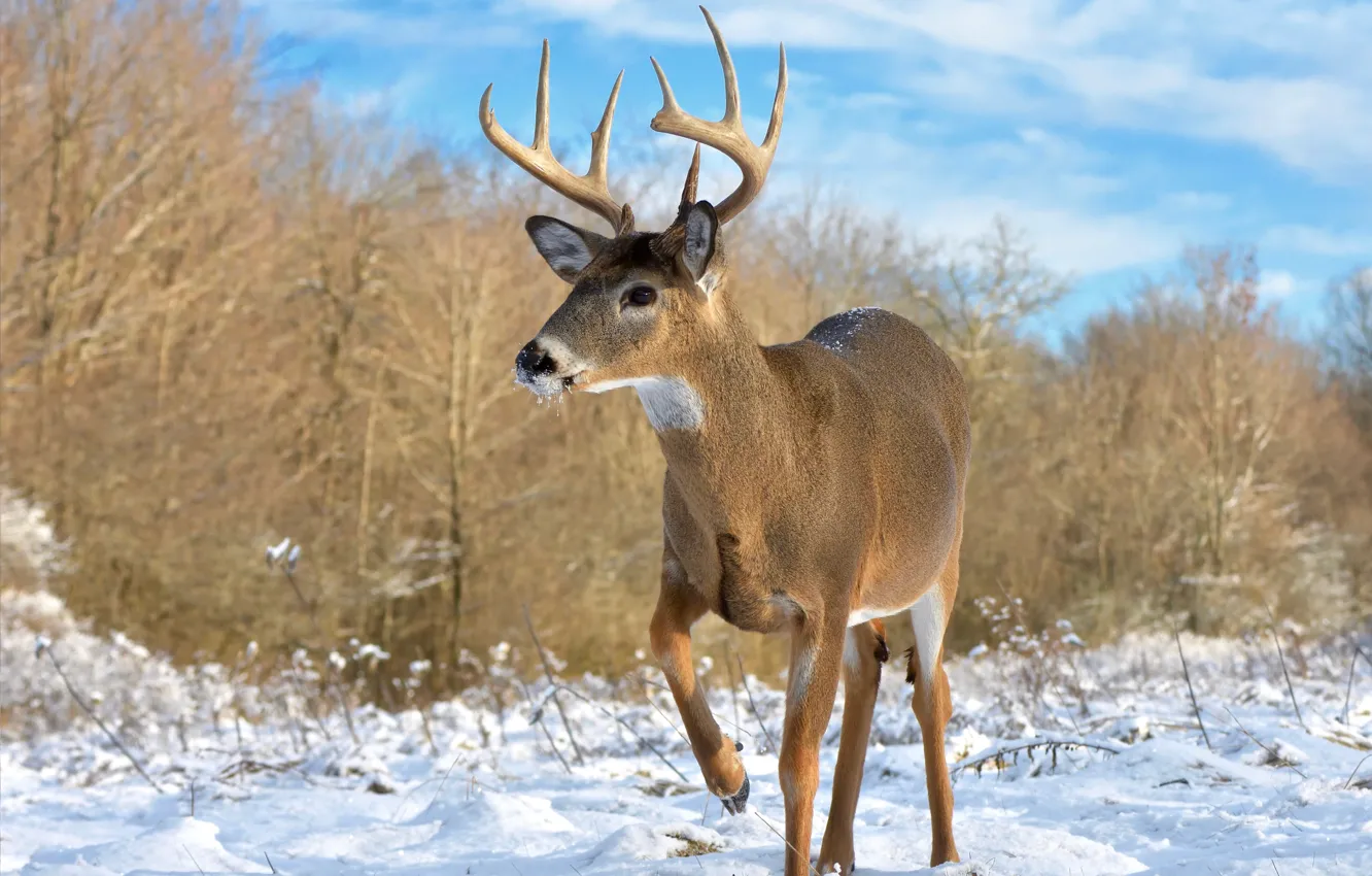 Photo wallpaper winter, forest, the sky, snow, nature, deer, ROE