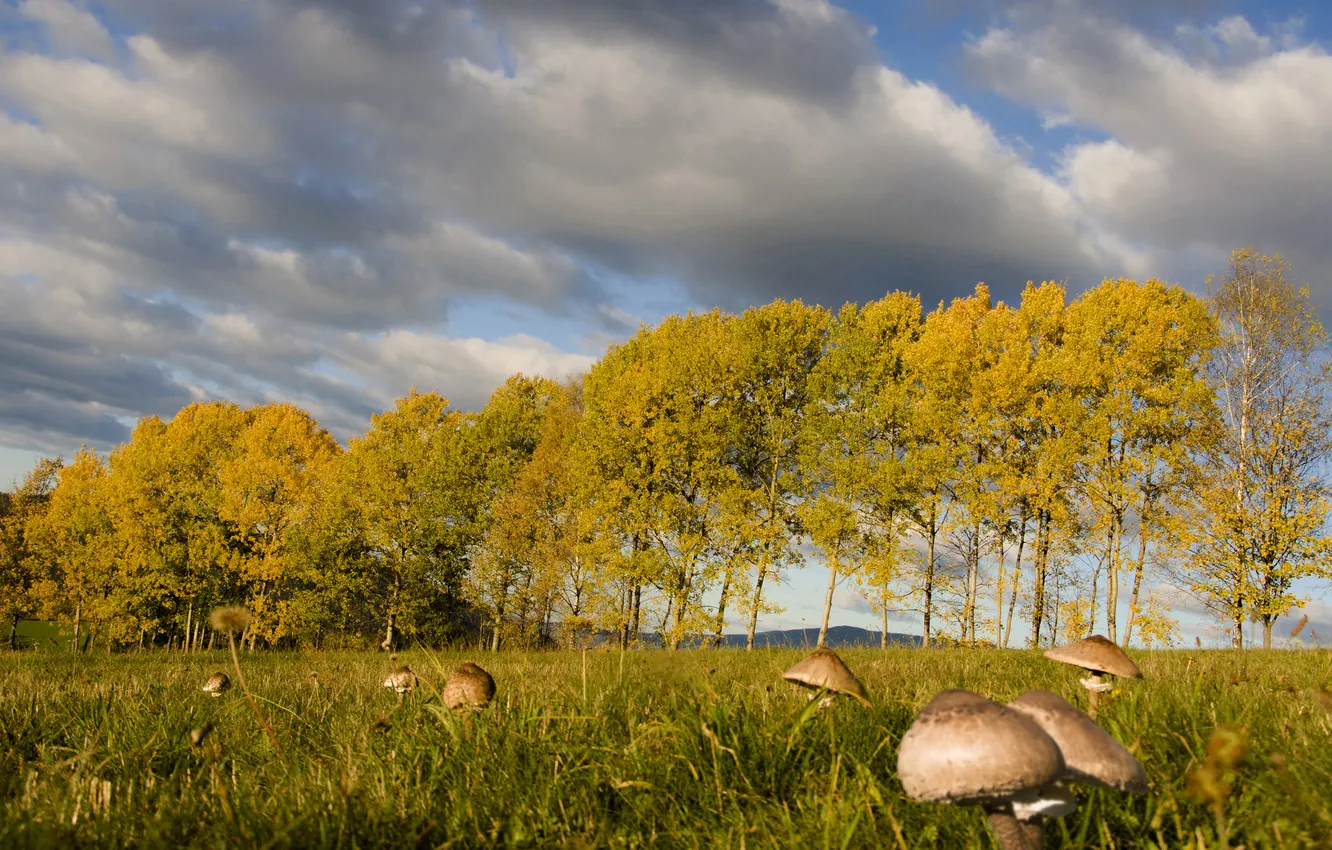 Photo wallpaper field, autumn, forest, clouds, mushrooms