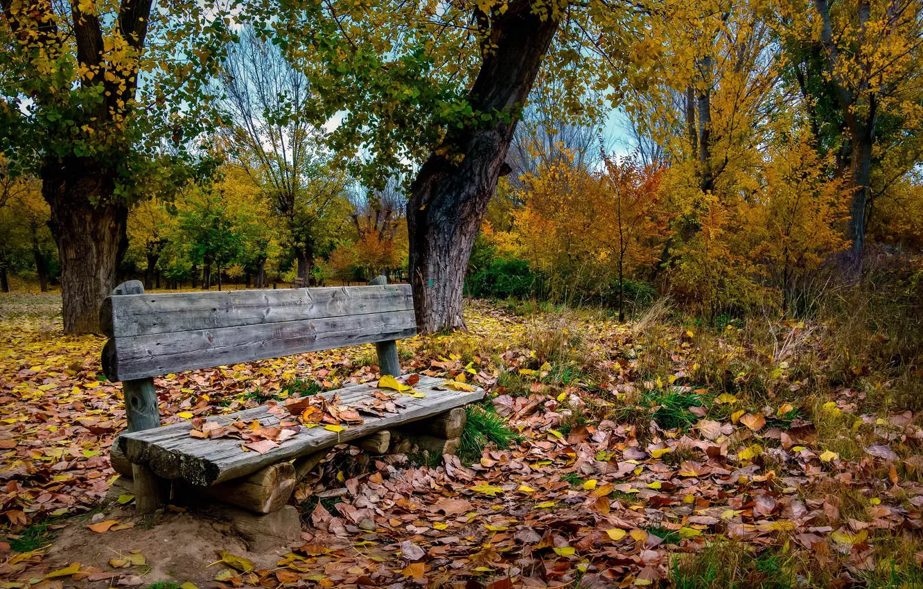 Photo wallpaper autumn, Park, bench