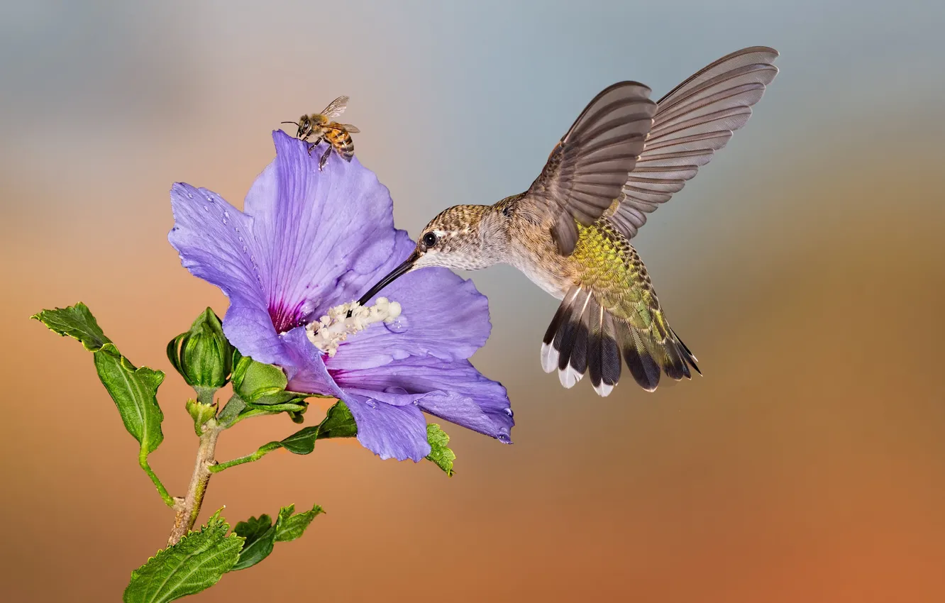 Photo wallpaper flower, bee, bird, Hummingbird