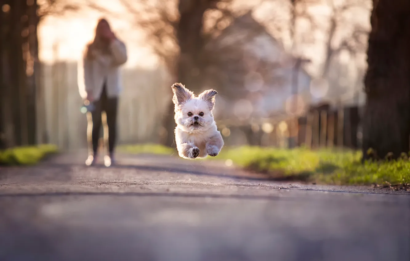 Photo wallpaper jump, running, dog