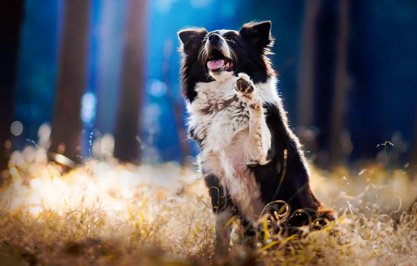 Photo wallpaper look, each, loyalty, dog