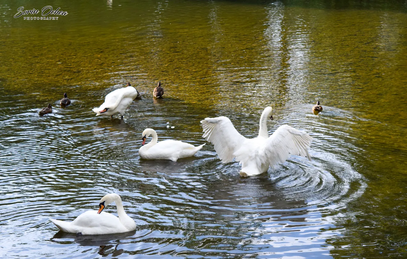 Photo wallpaper swan, animals, nature, water, lake, birds, Sorin Ochea Photohraphy, Lebada
