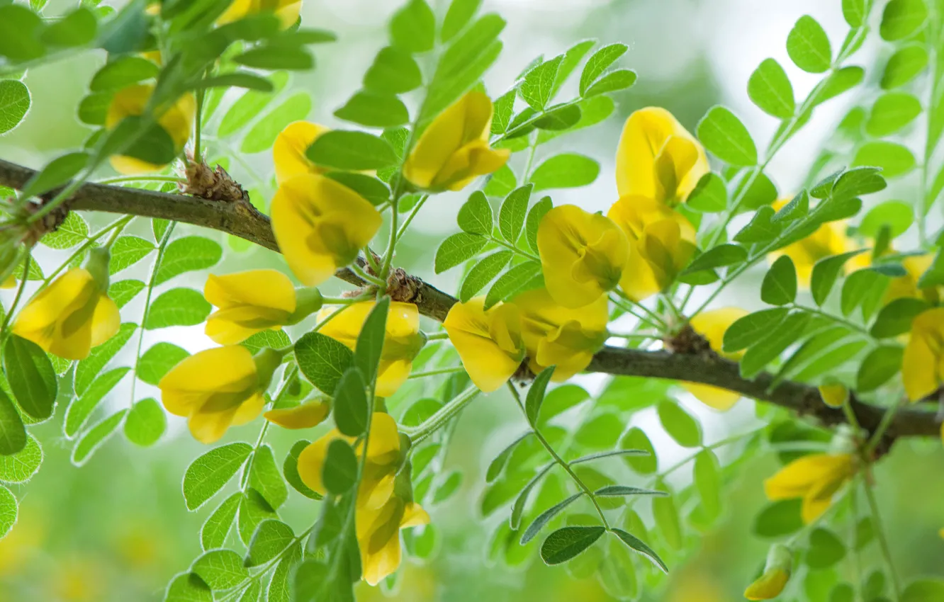 Photo wallpaper branches, yellow, acacia
