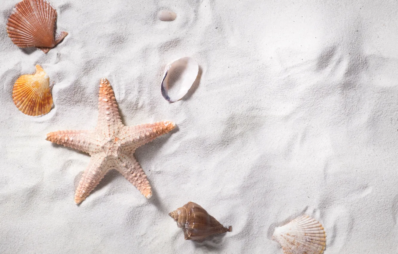 Photo wallpaper sand, sea, beach, stars, shell, summer, beach, sea