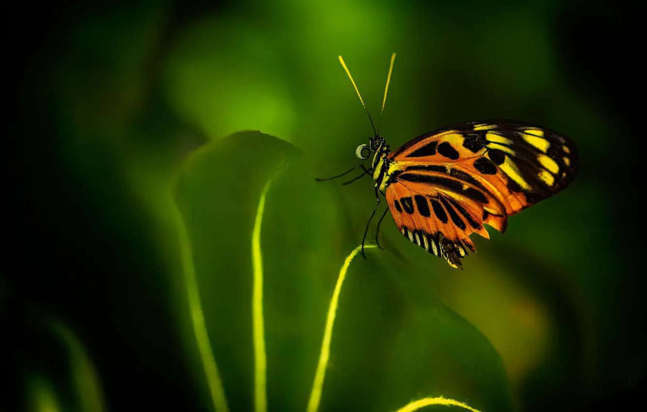 Photo wallpaper leaves, butterfly, insect, antennae
