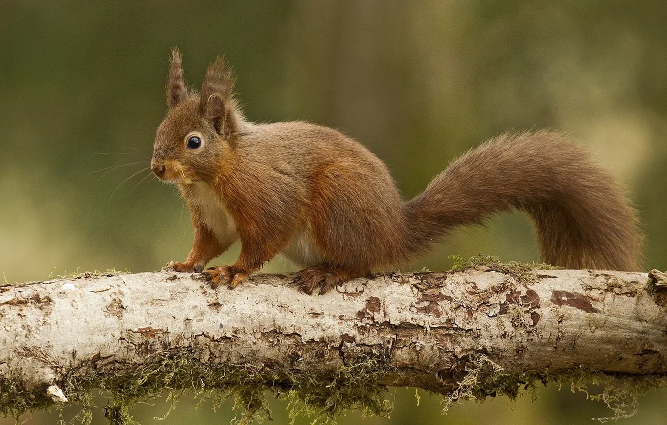 Photo wallpaper protein, red, log