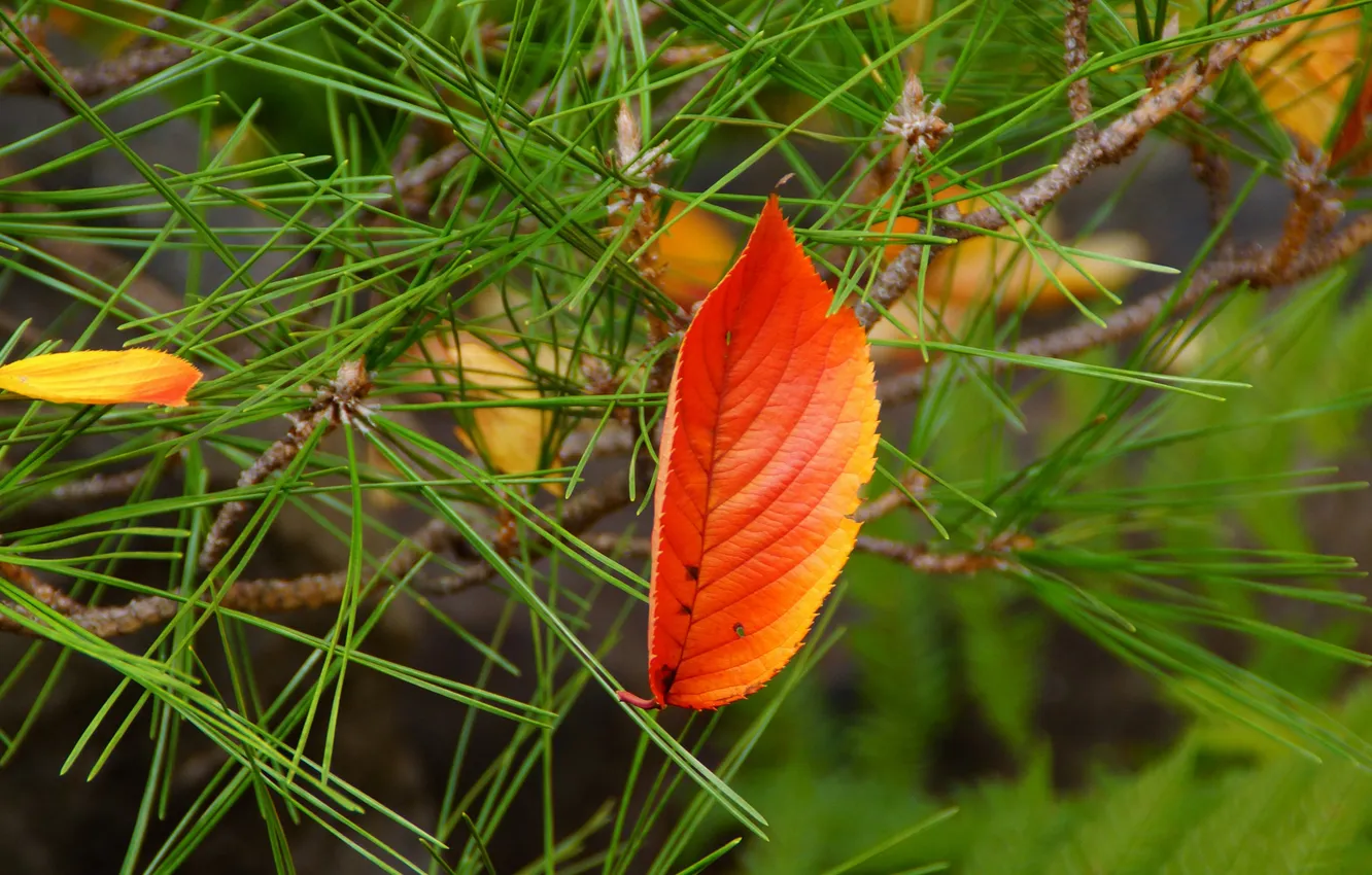 Photo wallpaper autumn, leaves, needles, yellow, needles