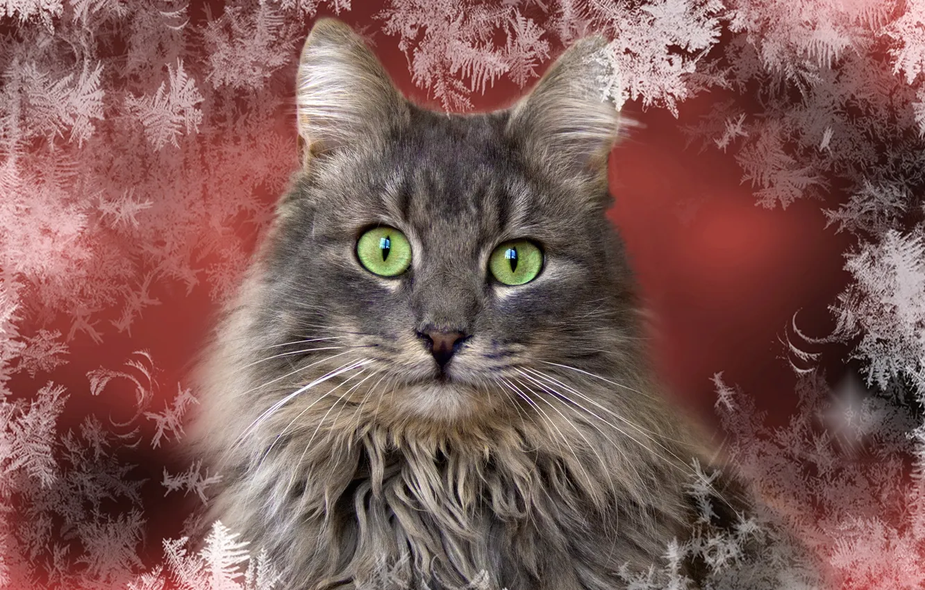 Photo wallpaper cat, look, background