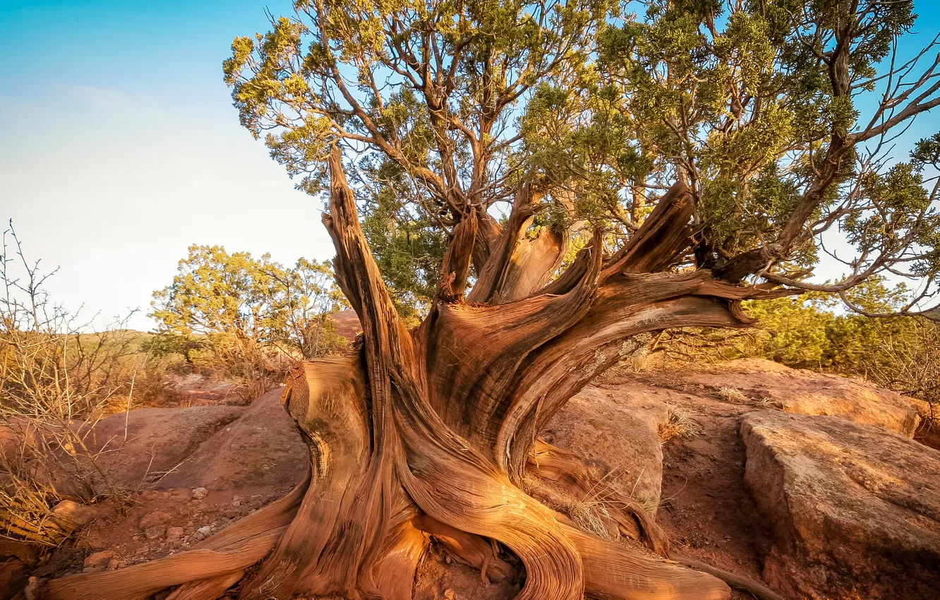 Photo wallpaper the sky, trees, roots, stones, rocks