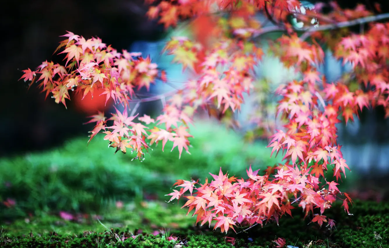 Photo wallpaper grass, branches, red, nature, foliage, Japan, maple