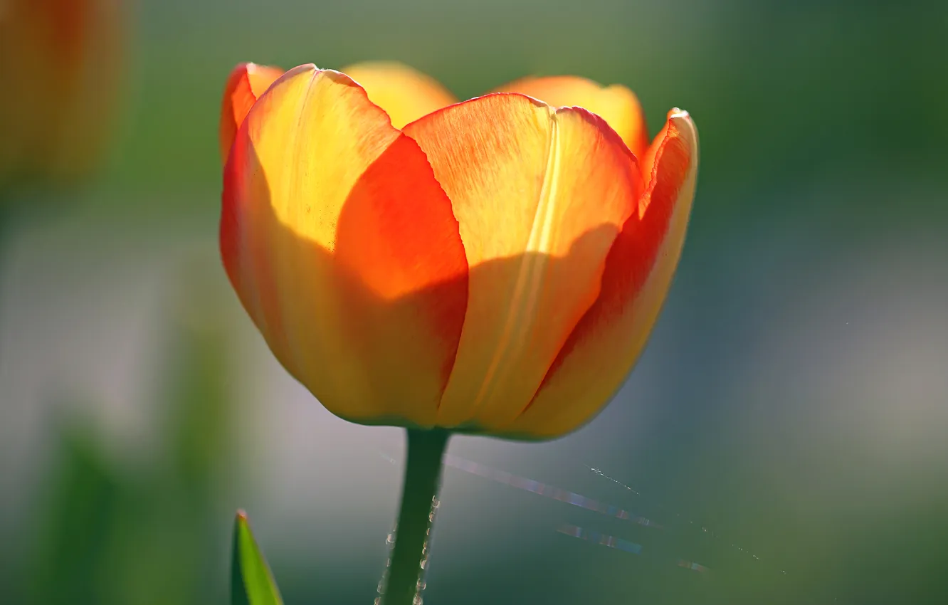 Photo wallpaper flowers, web, petals, tulips