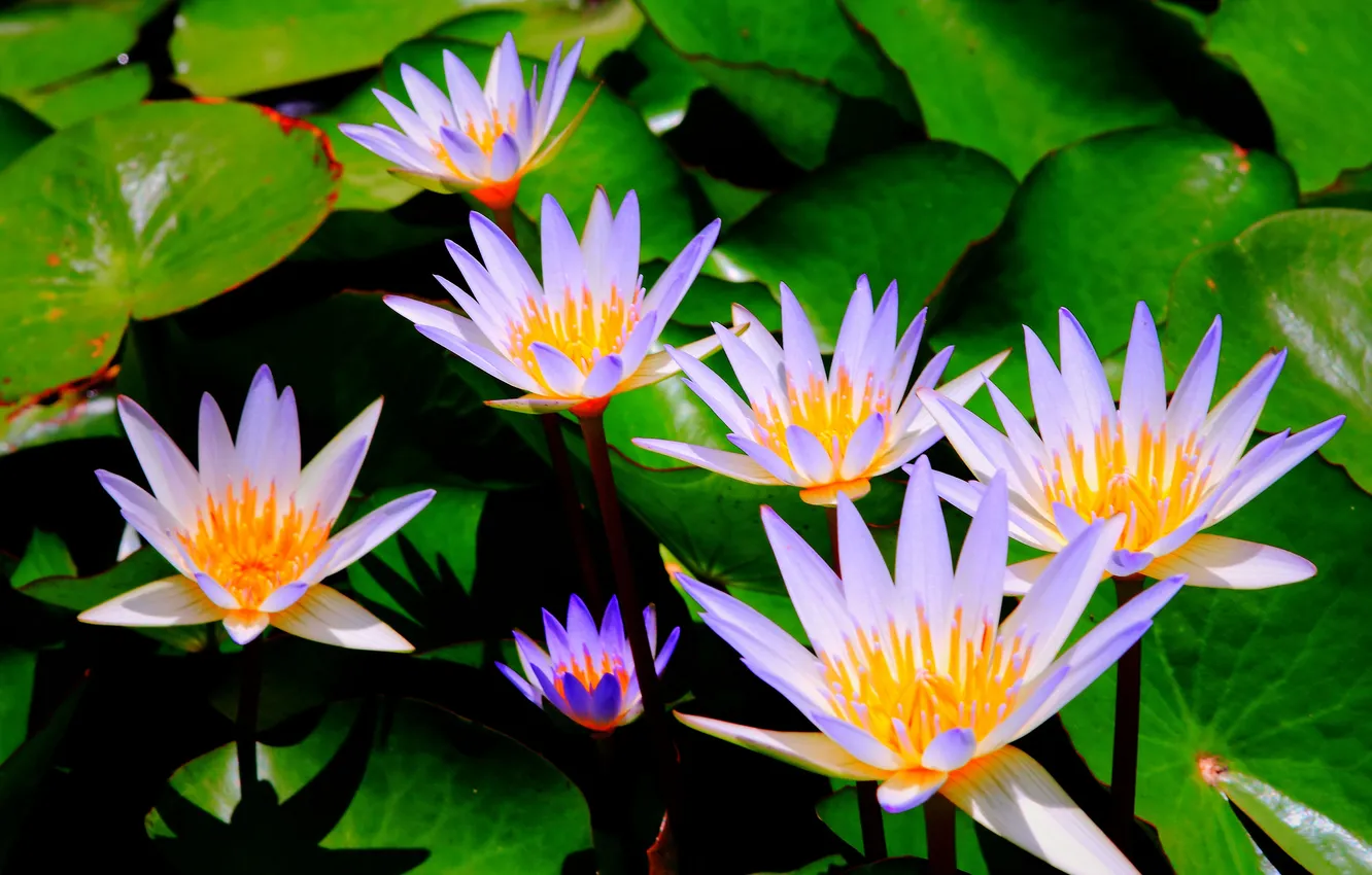 Photo wallpaper flowers, orange, Lily, pond, lilac, list