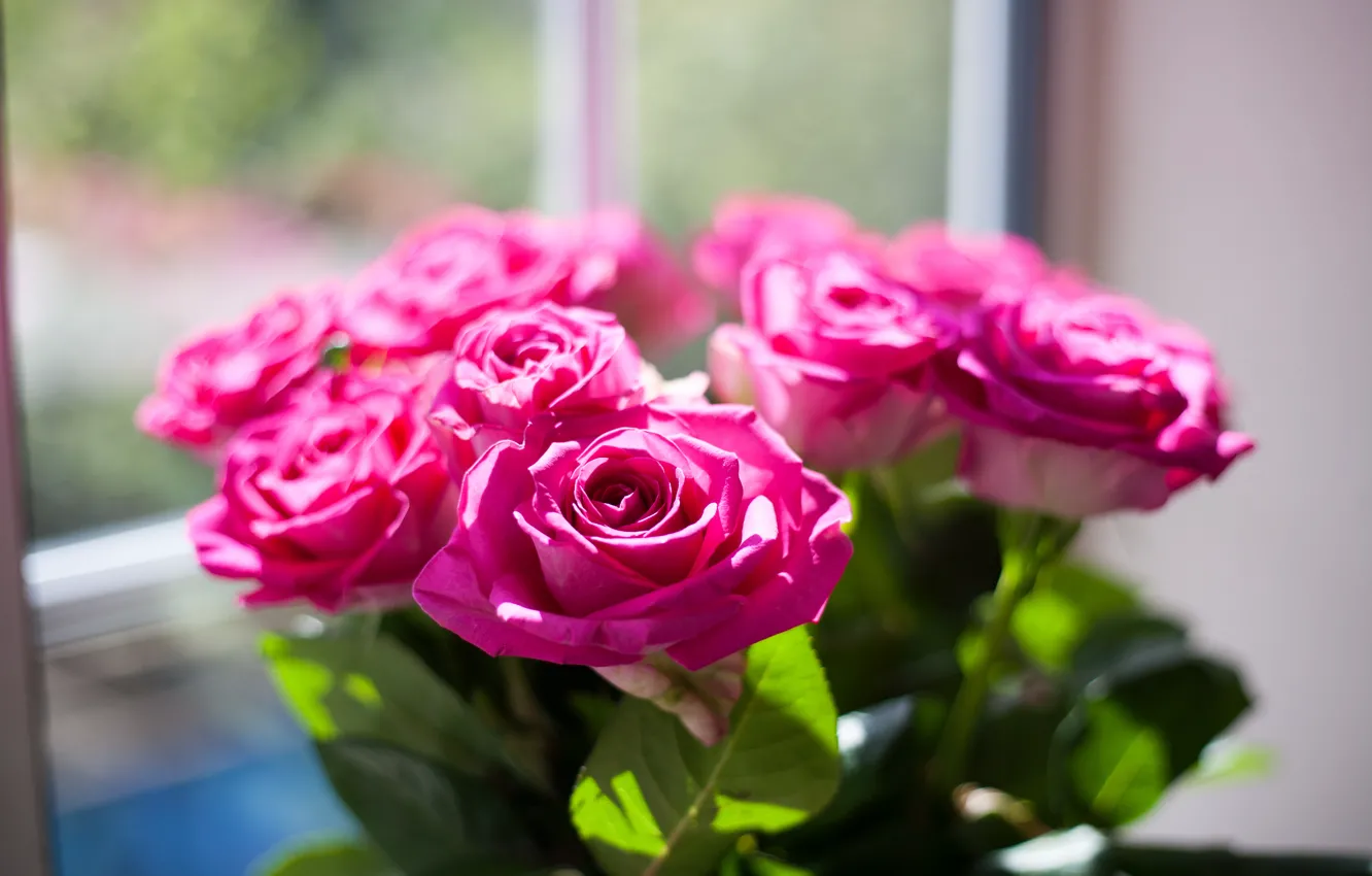 Photo wallpaper pink, color, roses