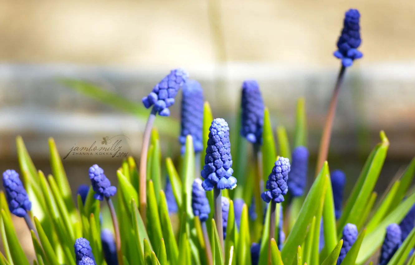 Photo wallpaper macro, flowers, blue, spring, may, Muscari