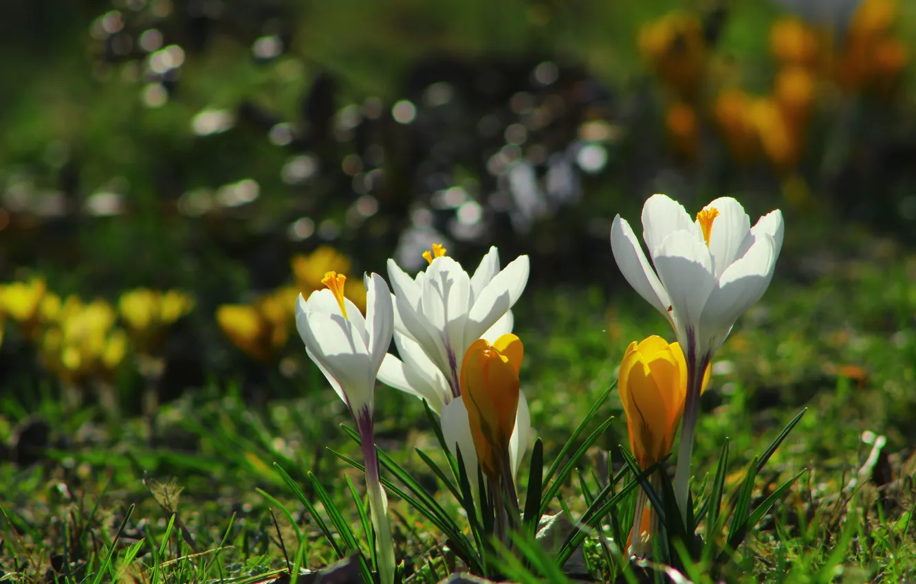 Photo wallpaper flower, spring, Crocus
