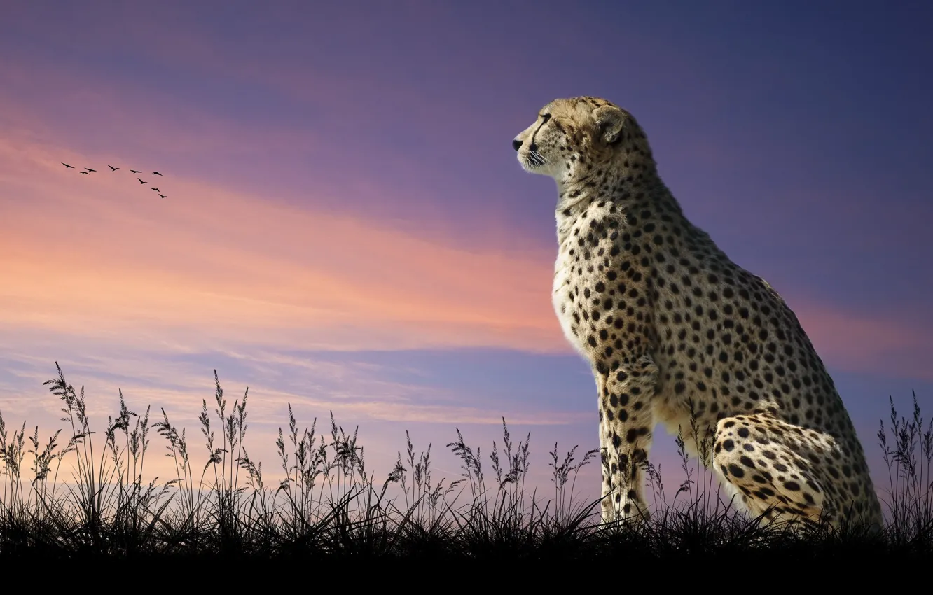 Photo wallpaper cat, the sky, predator, Cheetah, look into the distance