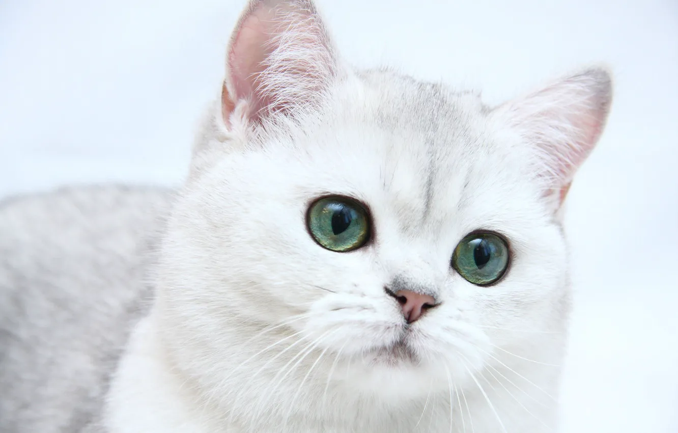 Photo wallpaper cat, cat, kitty