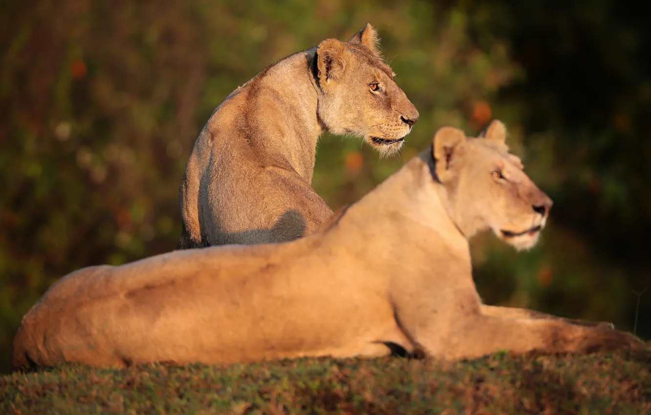 Photo wallpaper Africa, savannah, lionesses