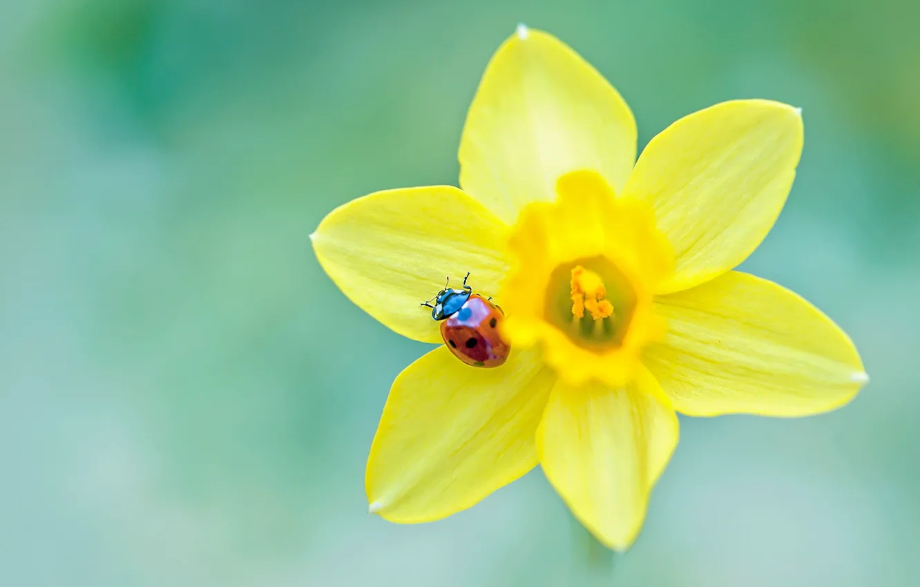 Photo wallpaper macro, flowers, yellow, red, green, background, ladybug, beetle