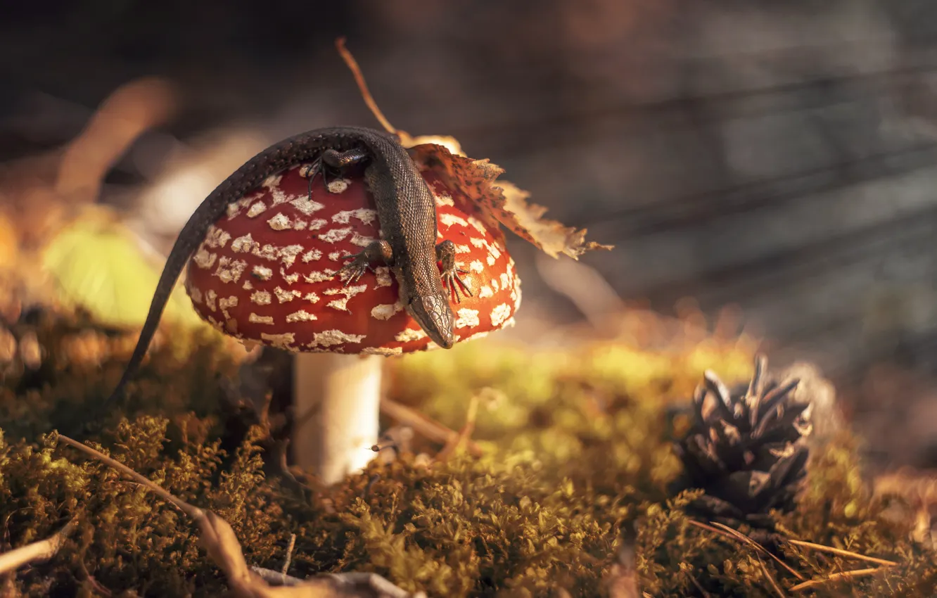 Photo wallpaper autumn, rays, light, glade, mushrooms, leaf, moss, mushroom
