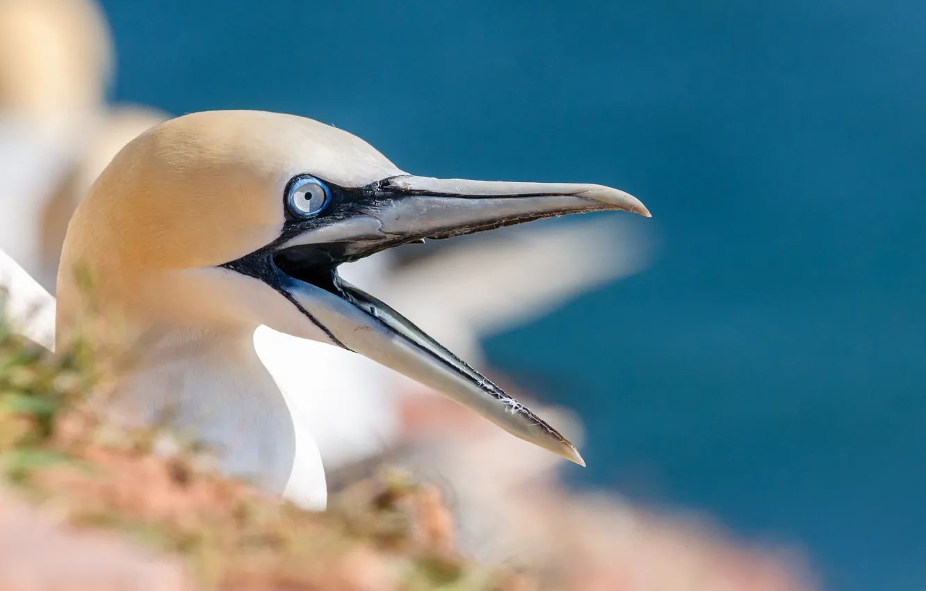 Photo wallpaper white, bird, beak, the Northern Gannet